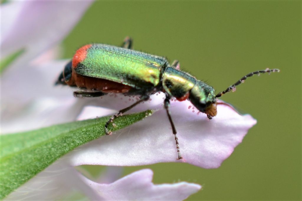 Malachiidae, femmina