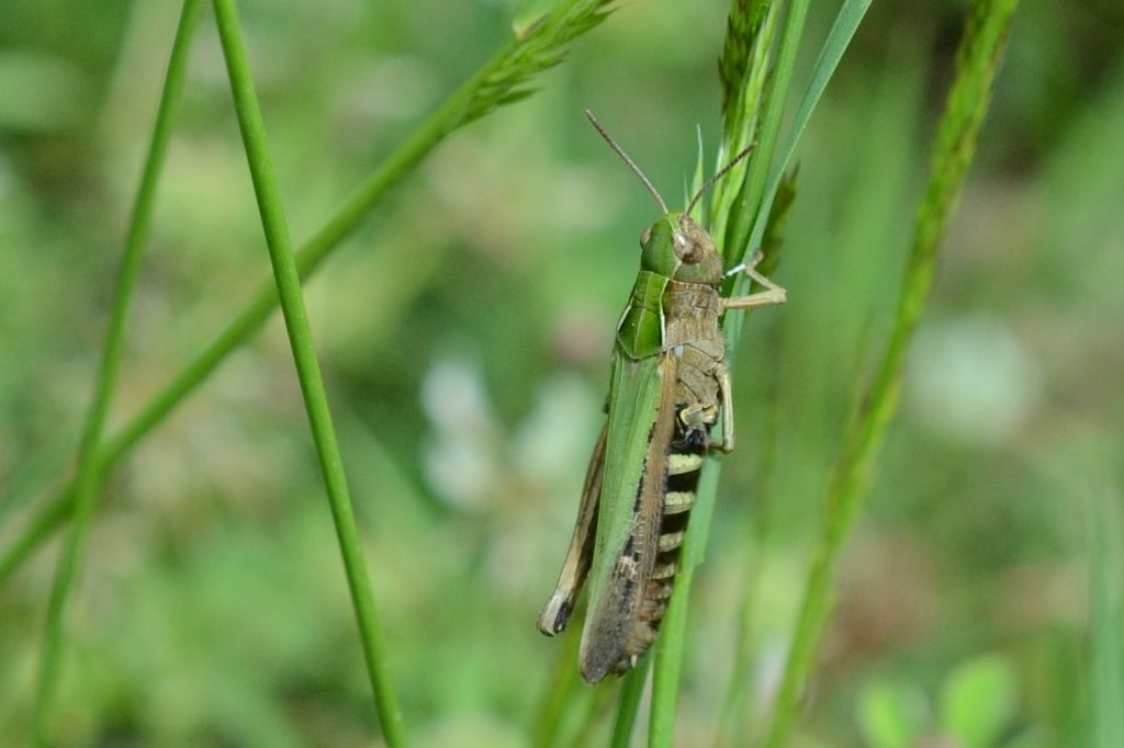 Grillo ?  Omocestus rufipes, femmina (Acrididae)