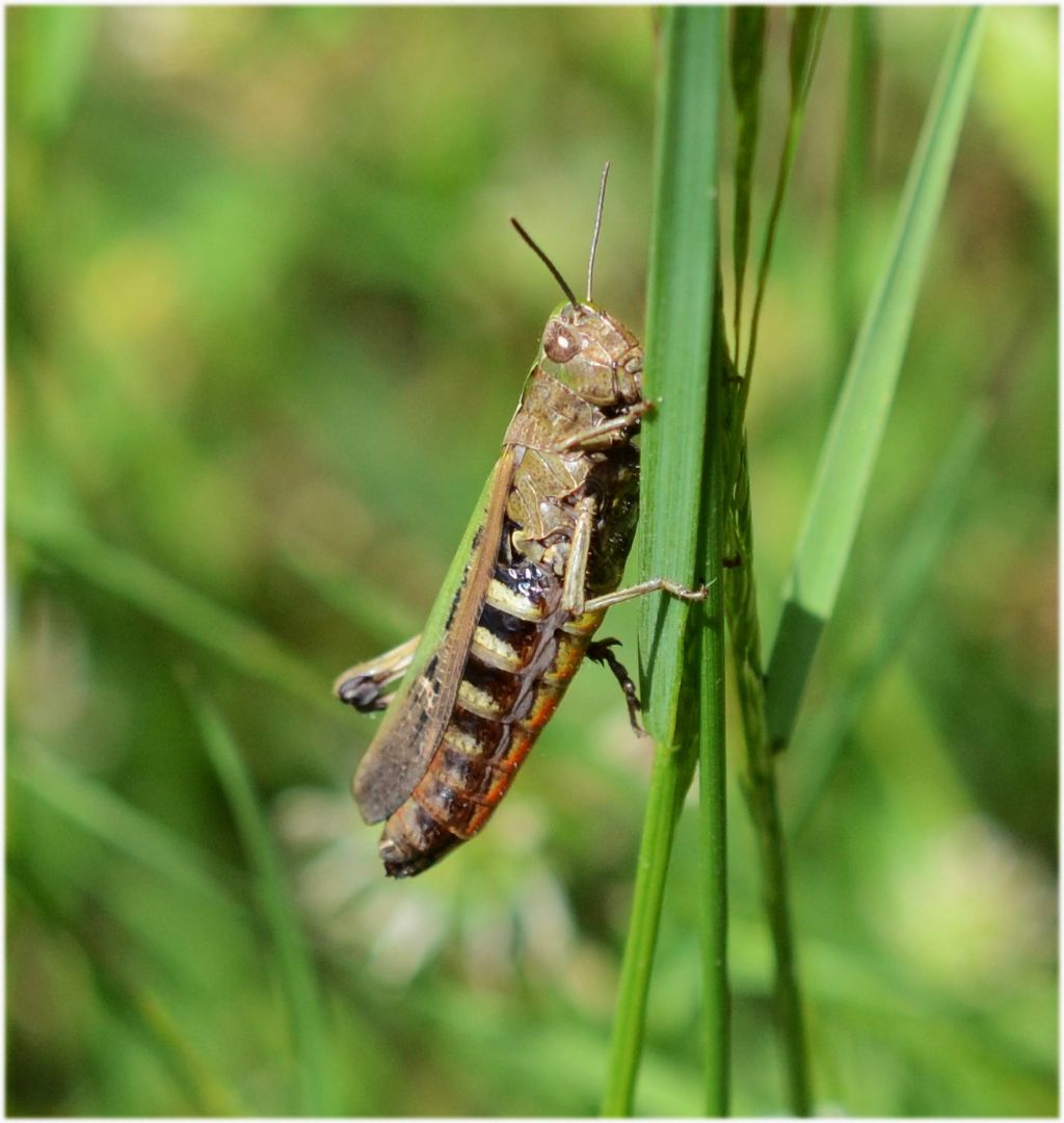 Grillo ?  Omocestus rufipes, femmina (Acrididae)