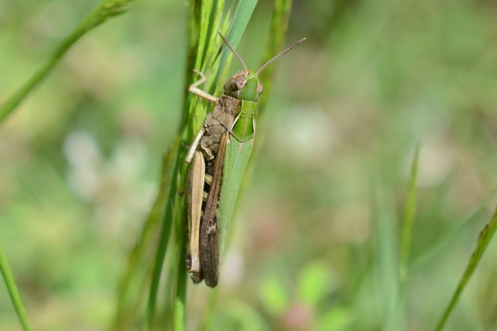 Grillo ?  Omocestus rufipes, femmina (Acrididae)