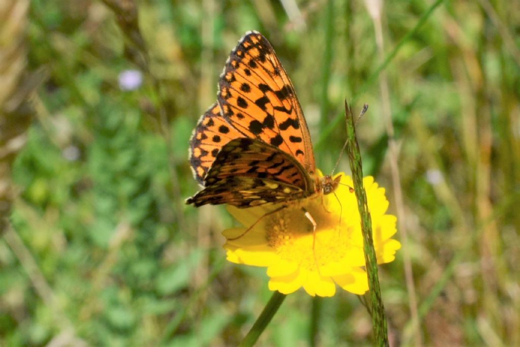 Niobe? No, Boloria (Clossiana) dia, Nymphalidae