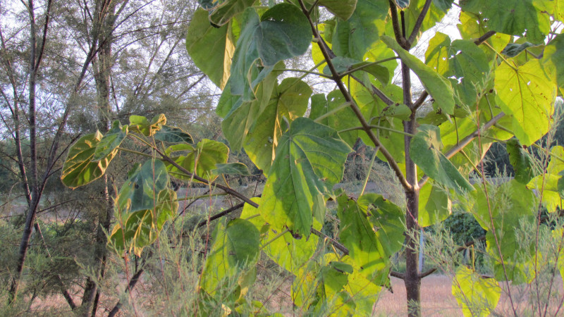 Catalpa bignonioides