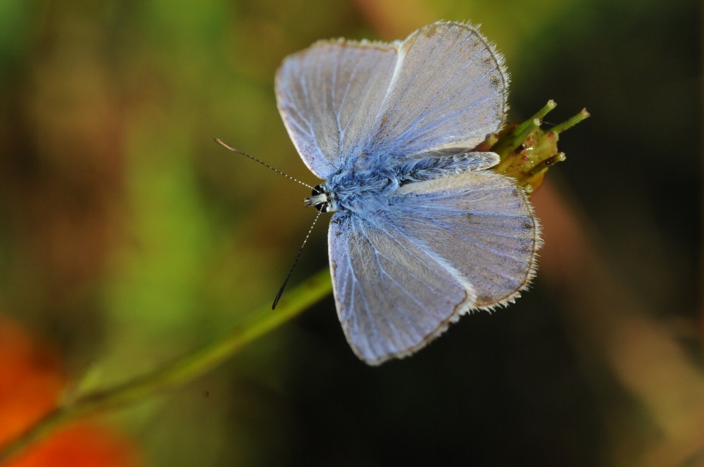 polyommatus amandus ?