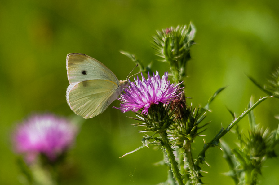 id - Pieris rapae