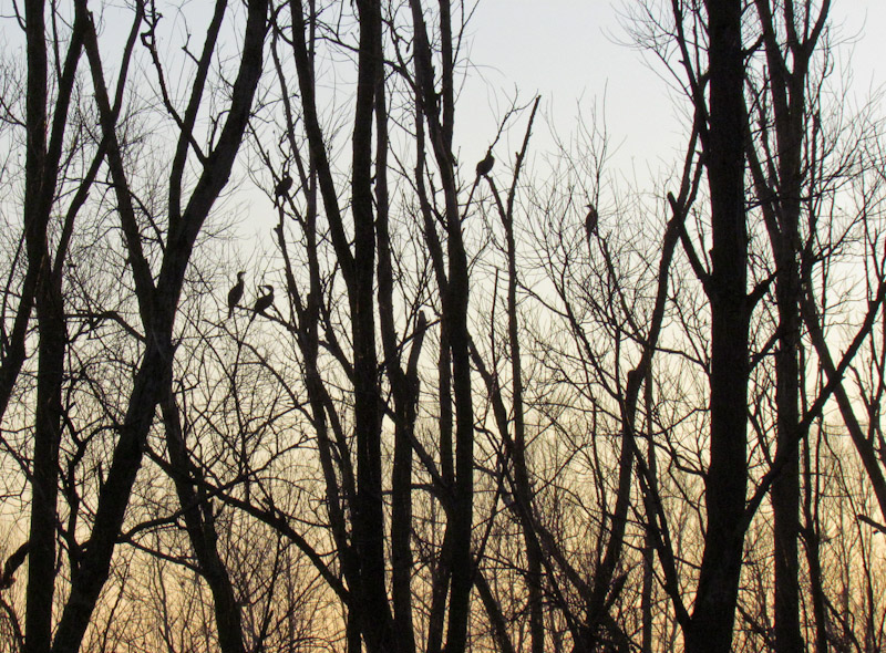 L''albero dei Cormorani