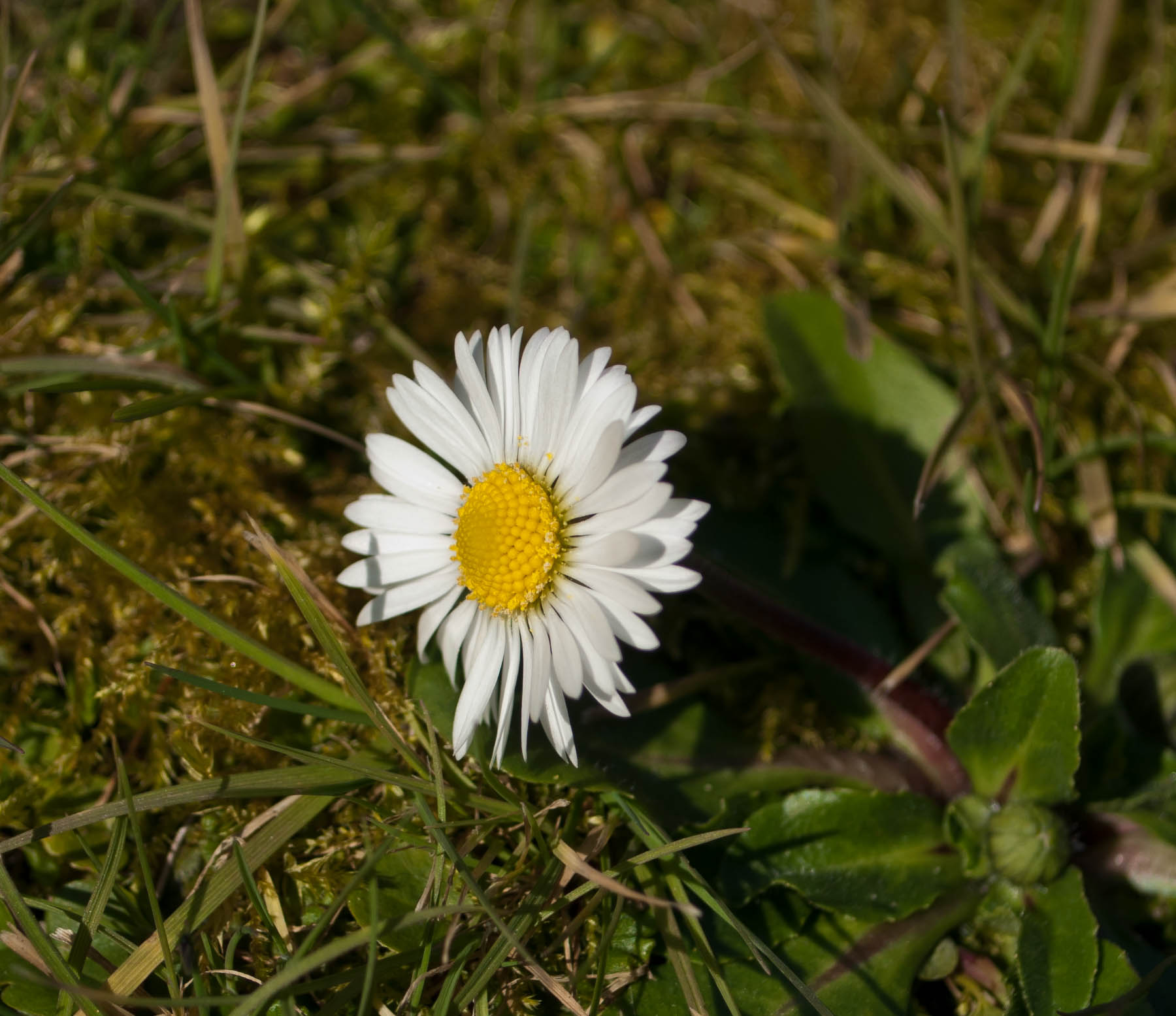 Un anno di fiori...