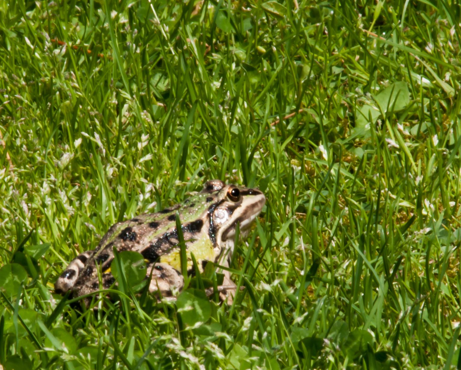 un nome - Pelophylax sp. (prov. Rovigo)