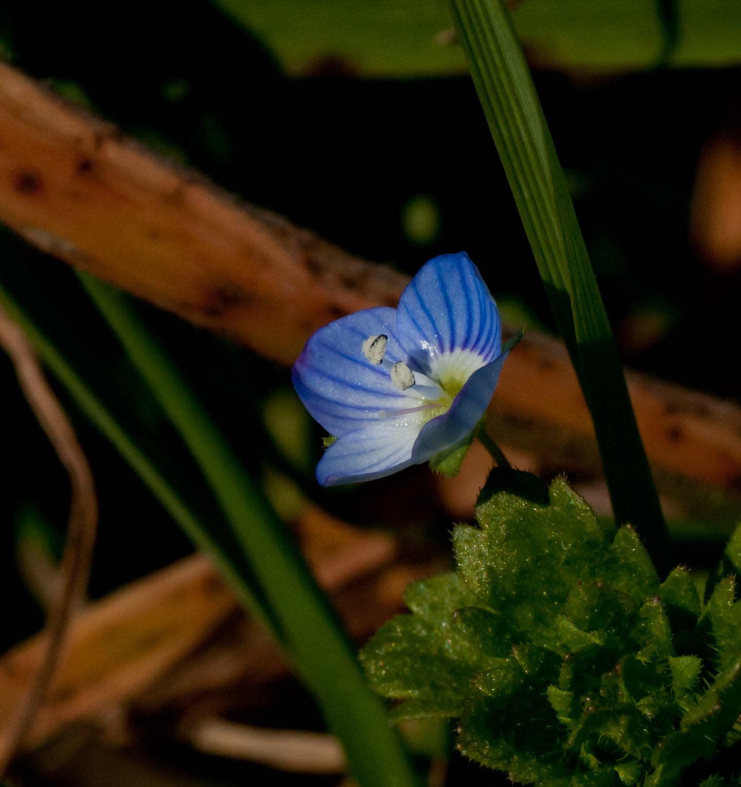 Un anno di fiori...