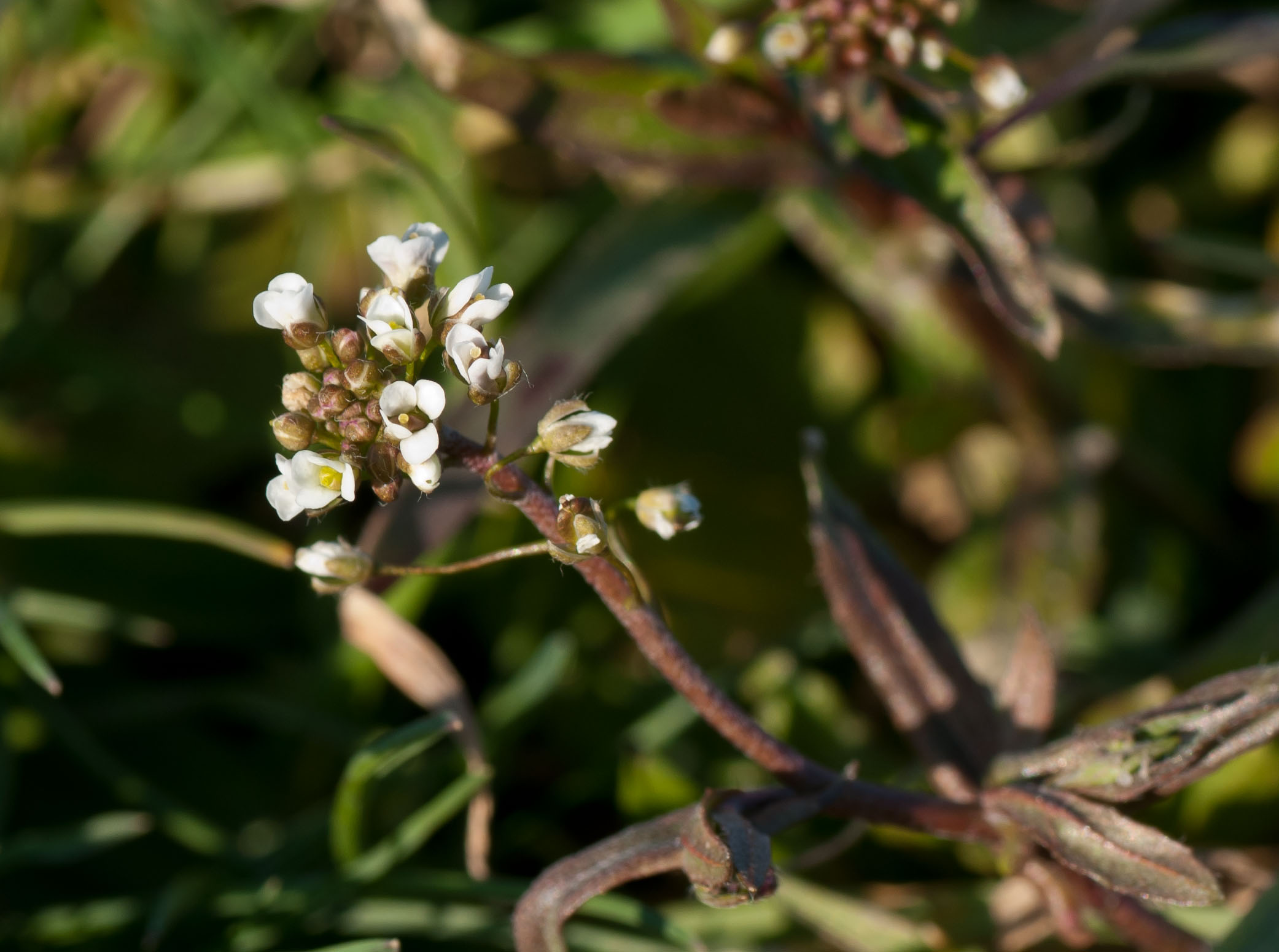 Capsella bursa-pastoris