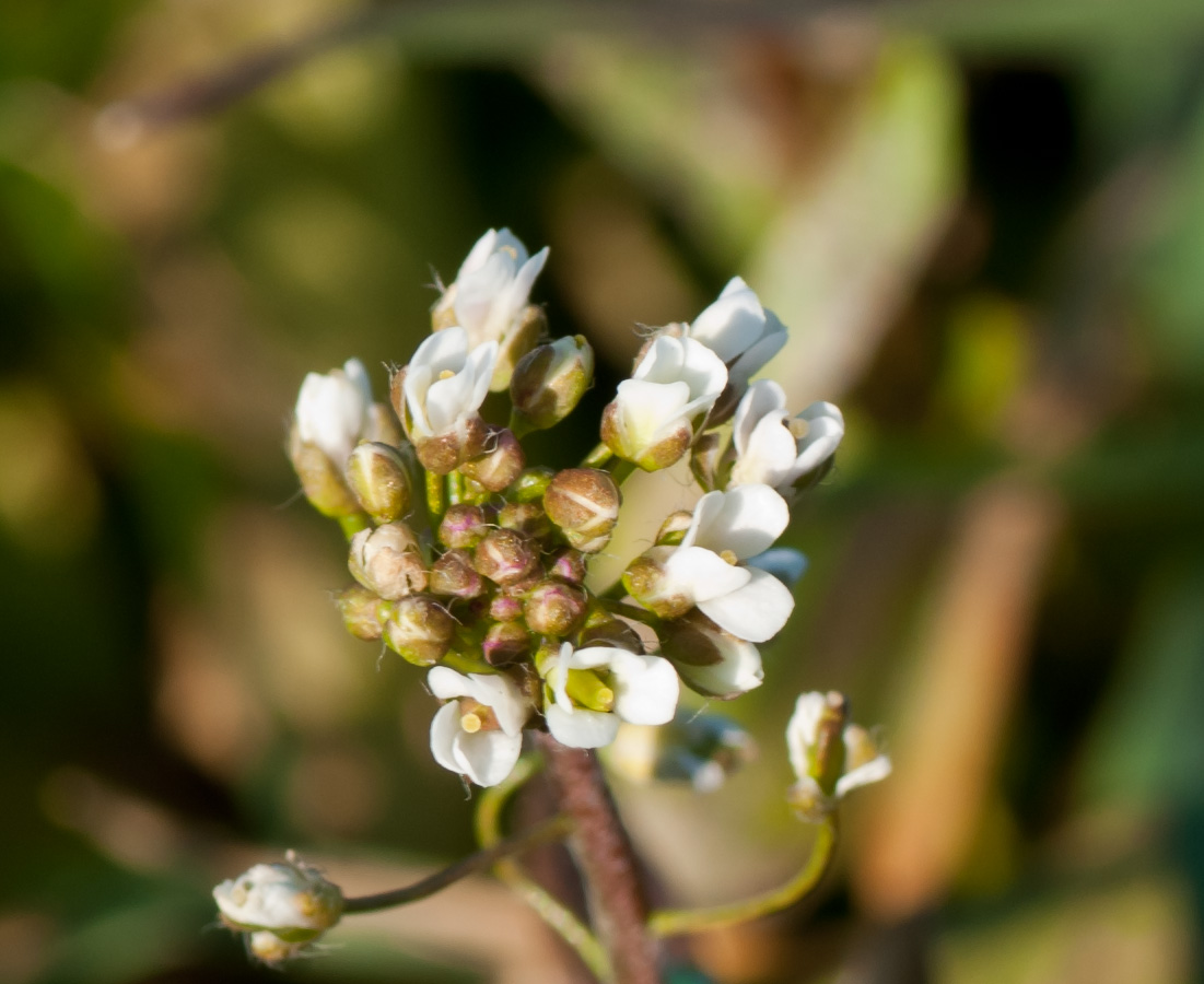 Capsella bursa-pastoris