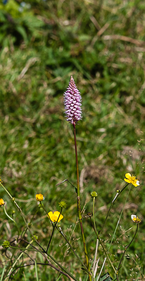 orchidea ? no, Bistorta officinalis (Polygonaceae)