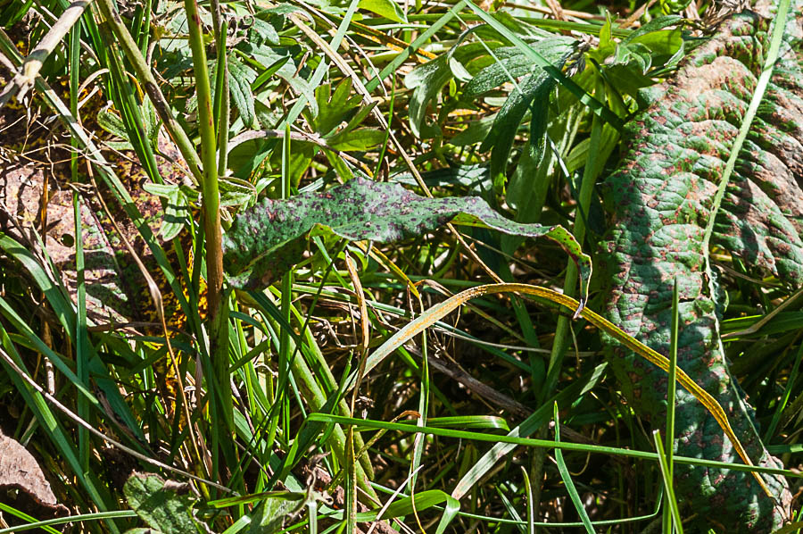 orchidea ? no, Bistorta officinalis (Polygonaceae)