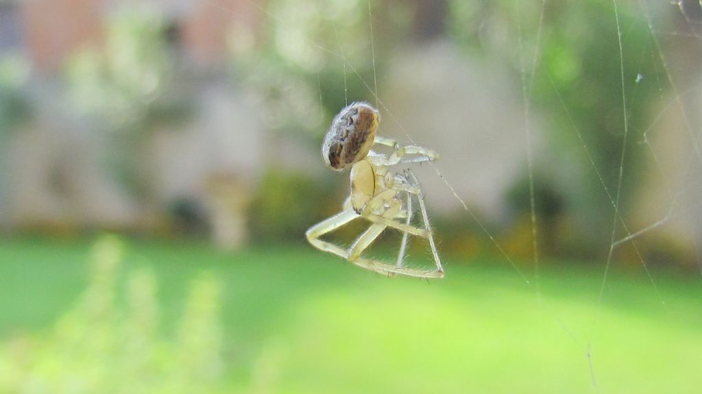 Zygiella sp.: fasi della muta