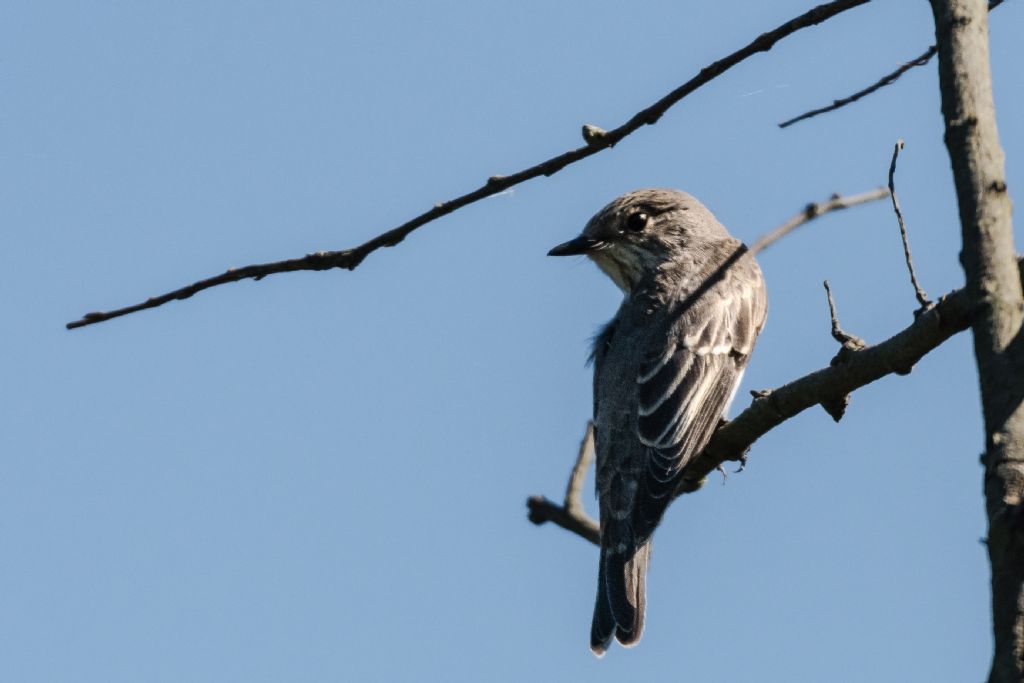 Pigliamosche (Muscicapa striata)