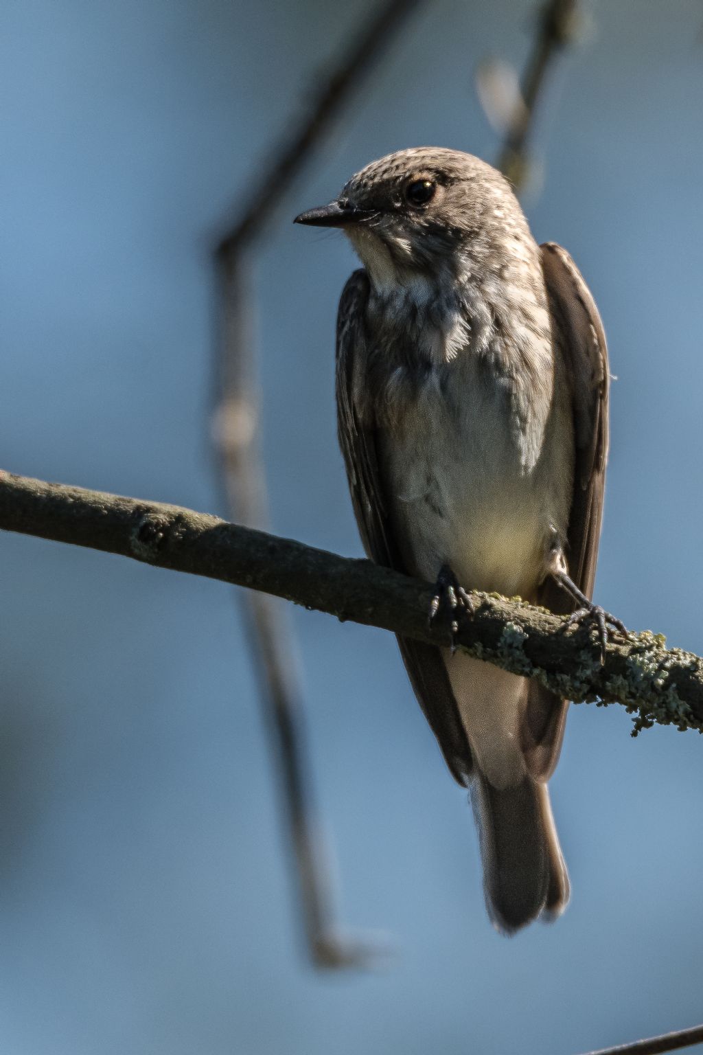 Pigliamosche (Muscicapa striata)