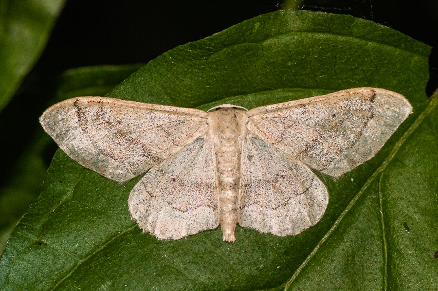 Geometridae