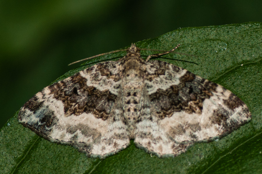 Geometridae