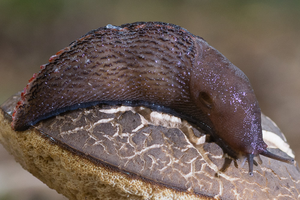 Limax dacampi-gruppo dal bosco della Mesola (FE)