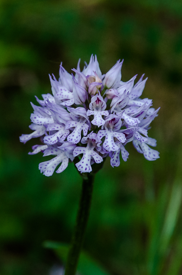 neontinea tridentata