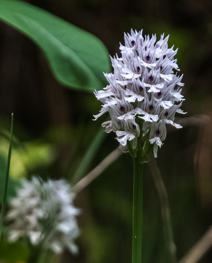 Neotinea tridentata (Scop.) R.M.Bateman, Pridgeon & M.W.Chas