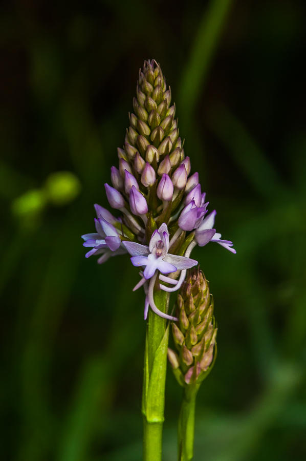 anacamptis pyramidalis