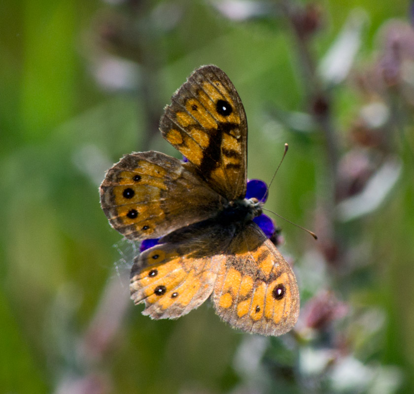 da identificare - Lasiommata megera