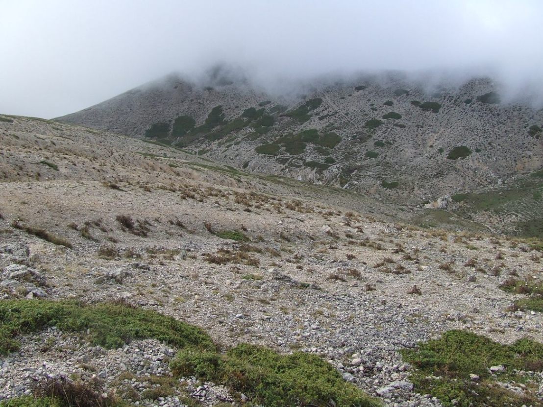 Limax ianninii? - Fonte Pozzotello (FR)