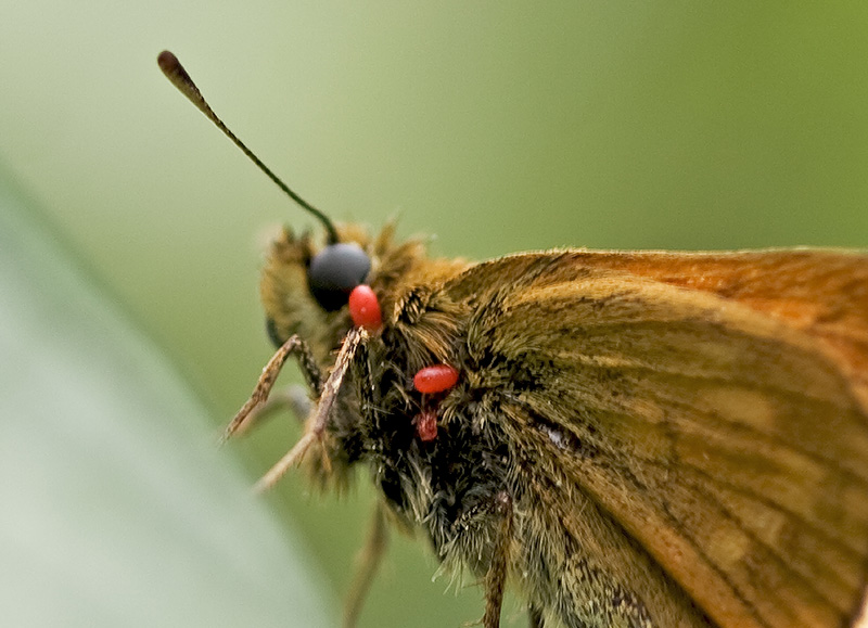 Melitaea didyma?  S !