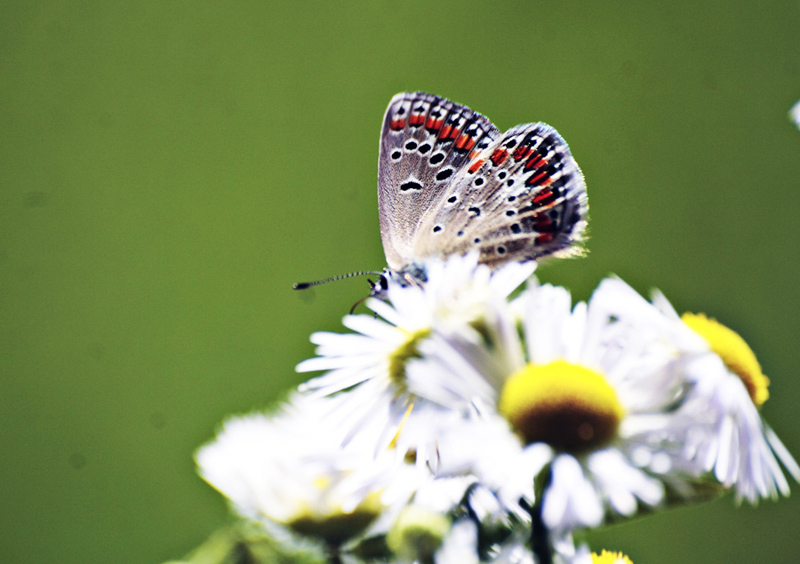 Identificazione  Polyommatus