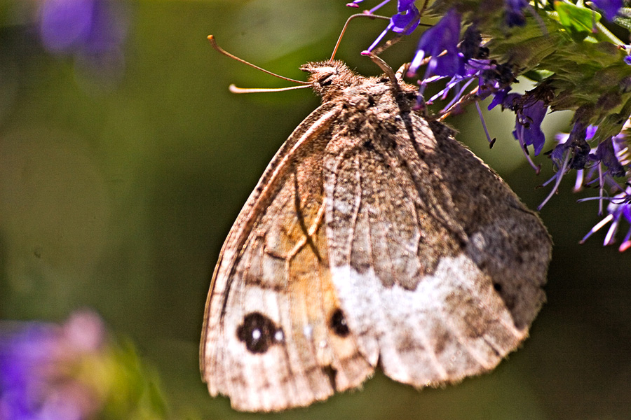 Satyrus ferula - Nymphalidae Satyrinae