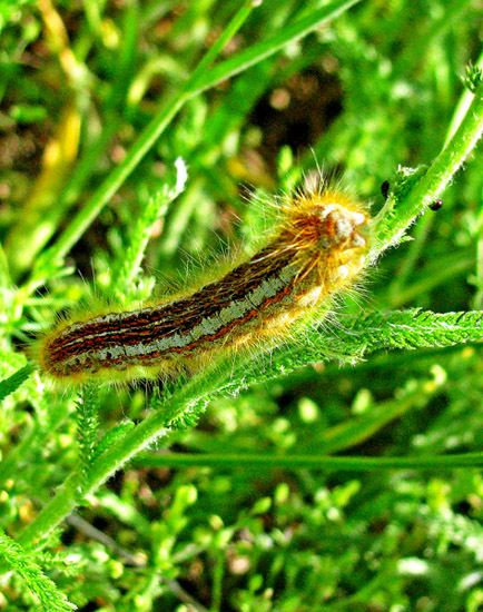 Malacosoma (Clisiocampa) castrense - Lasiocampidae