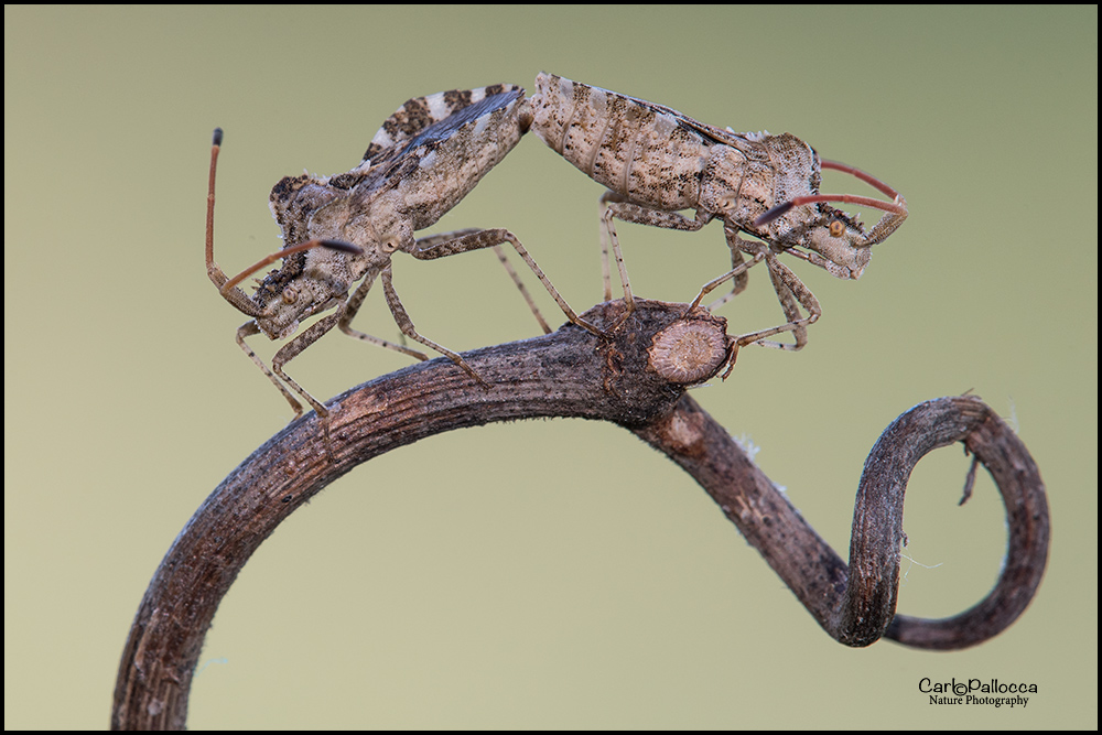 Coreidae: Centrocoris cfr. variegatus