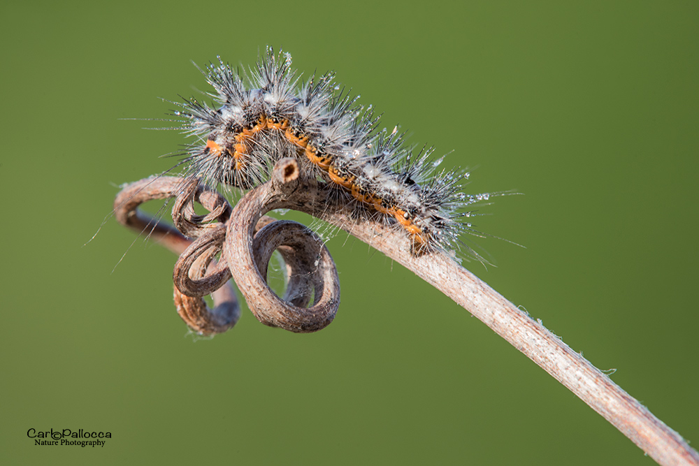 ID bruco - Acronicta (Viminia) euphorbiae, Noctuidae