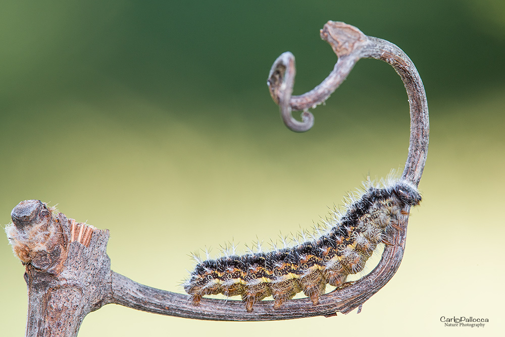 ID bruco in muta - Vanessa cfr. cardui, Nymphalidae