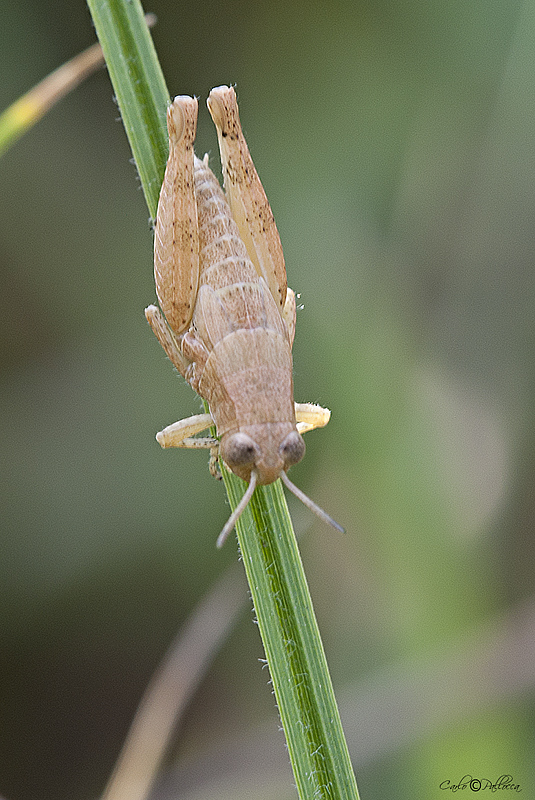 ID Cavalletta