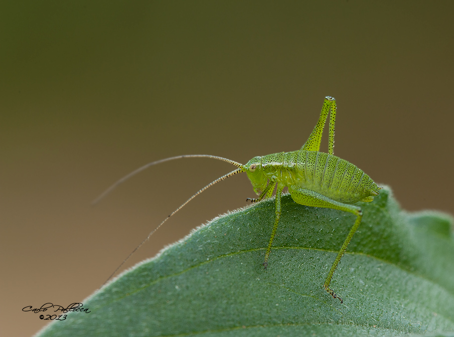 Orthoptera......?