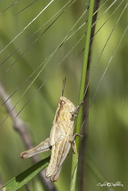 ID Cavalletta