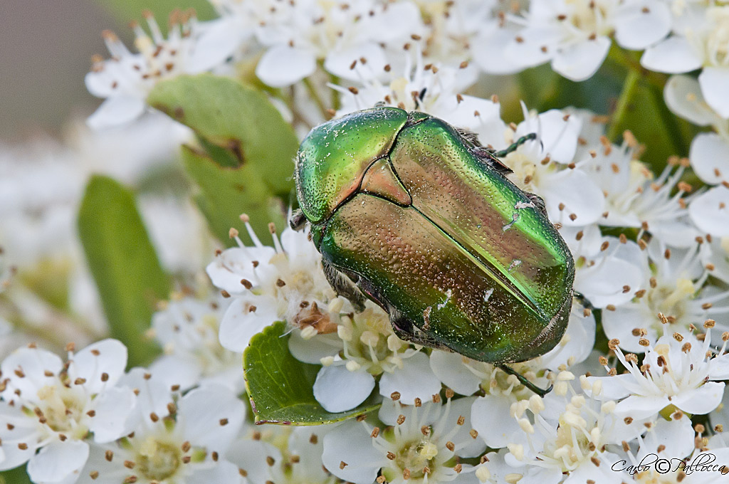 Cetoniidae! No. Chrysomelidae