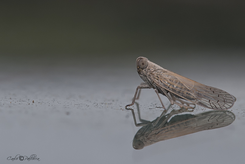 Cicadellidae? No. Cixiidae