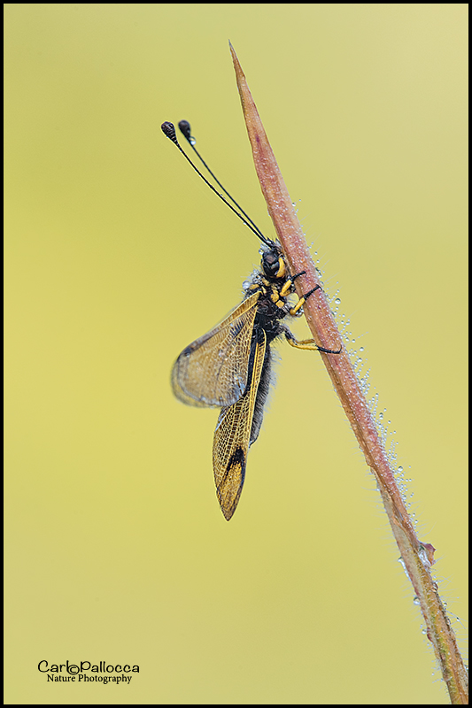 Libelloides longicornis ?   S !