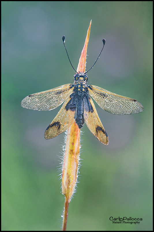 Libelloides longicornis ?   S !