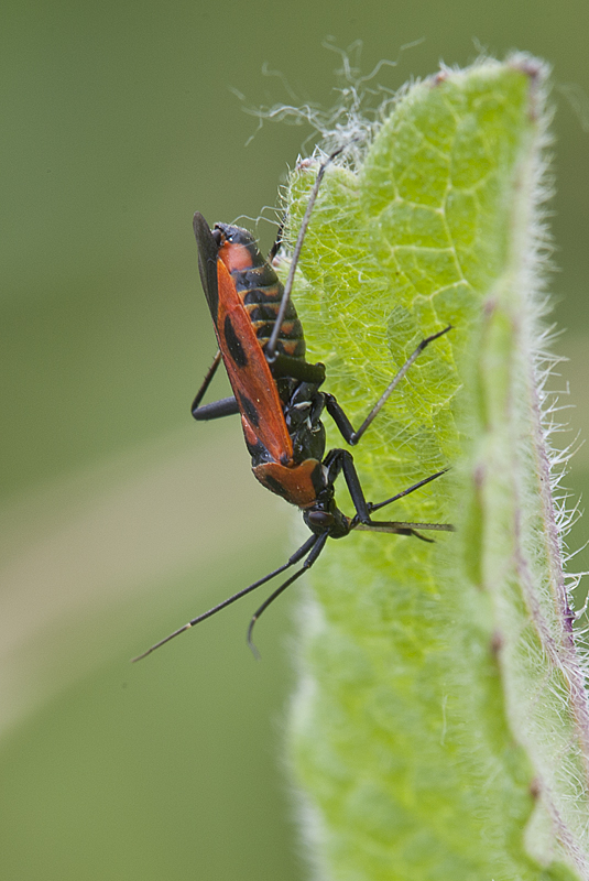 Miridae Calocoris nemoralis f. hispanica? S