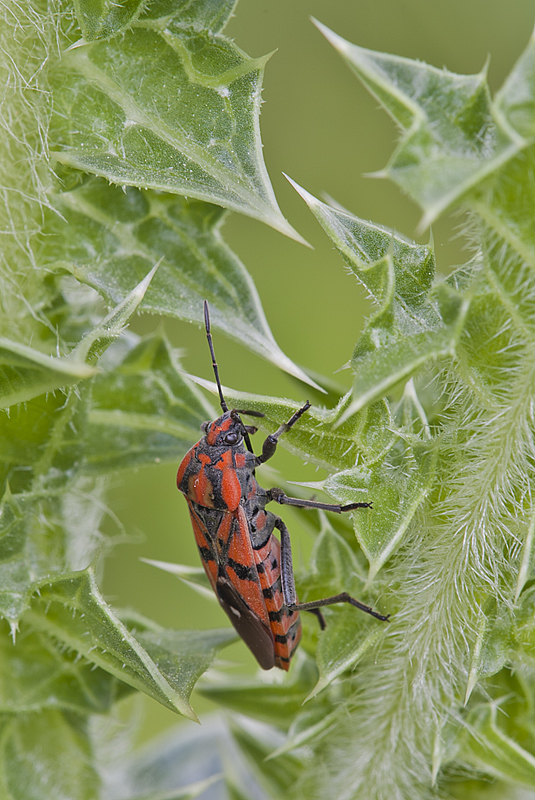 Lygaeidae: Spilostethus pandurus di Norma (LT)