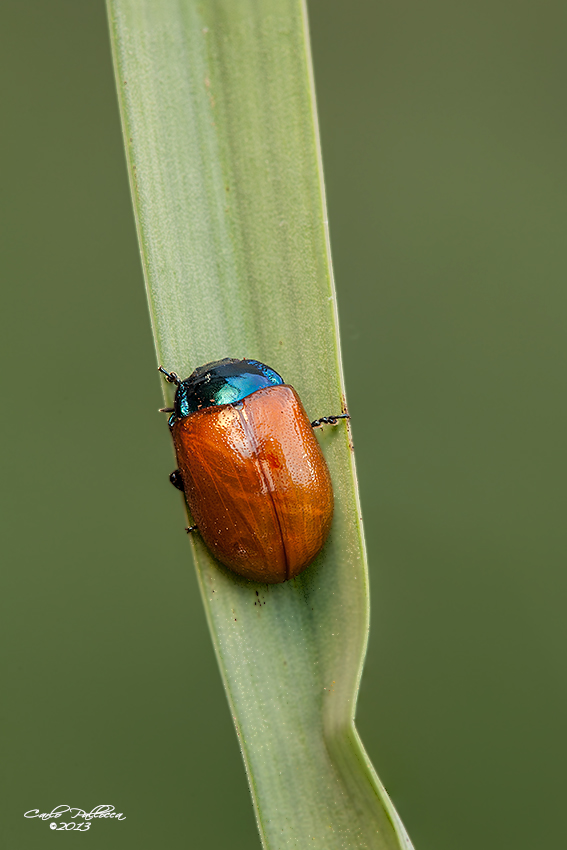 Chrysolina grossa???