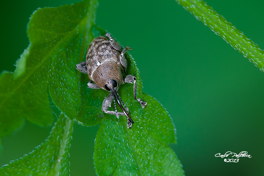 Id curculionide: Curculio sp.