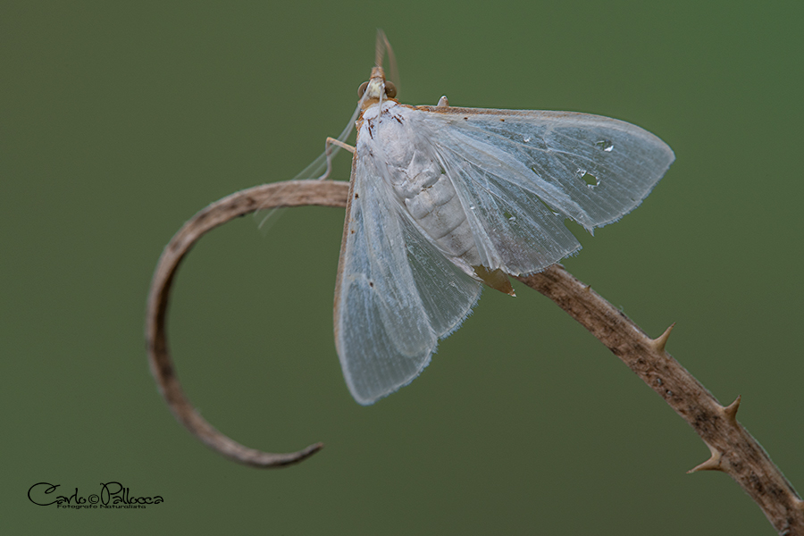 ID falena - Palpita vitrealis