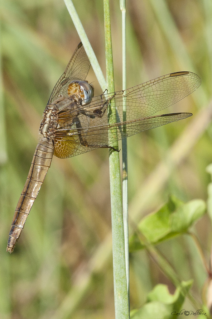 Crocothemis erythraea???