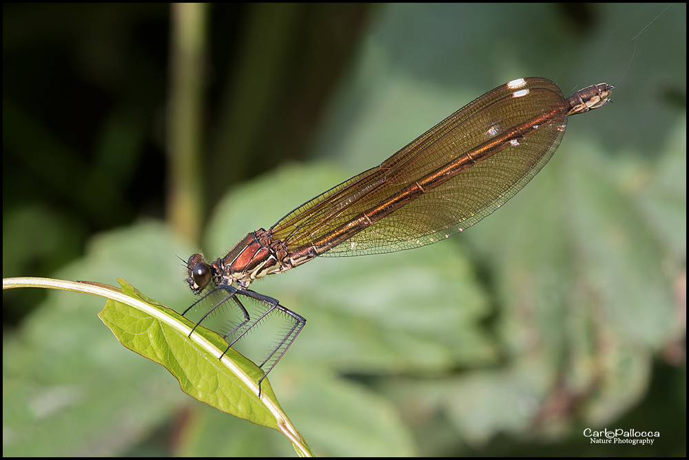 Calopterygidae:  Calopteryx haemorrhoidalis, femmina