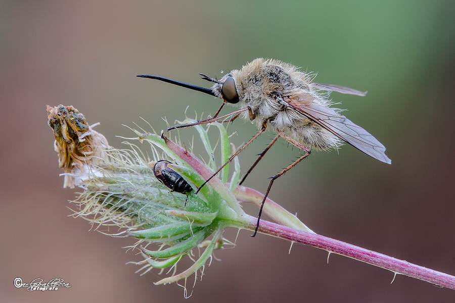 Ancora Bombylius (questo ho)