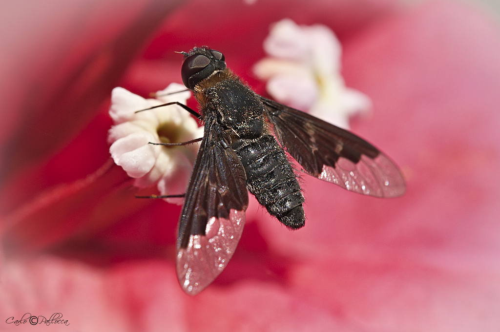 Hemipenthes morio (Bombyliidae)